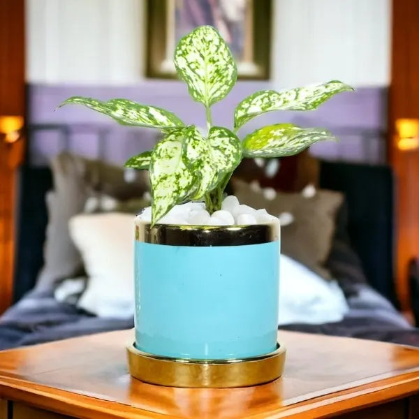 aglaonema snow white in designer blue ceramic pot front view