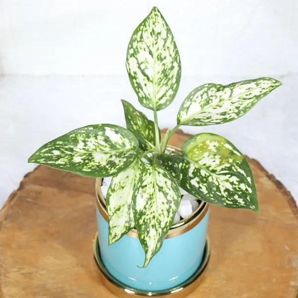 aglaonema snow white in designer blue ceramic pot top view
