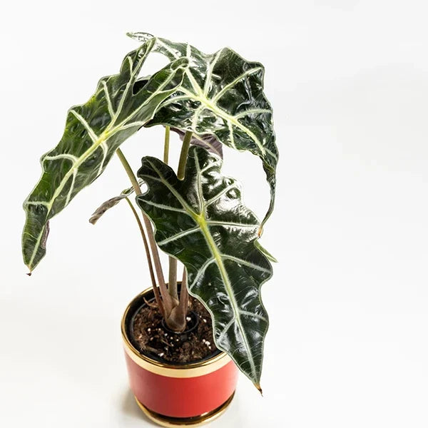 alocasia polly plant in red ceramic plant pot top view