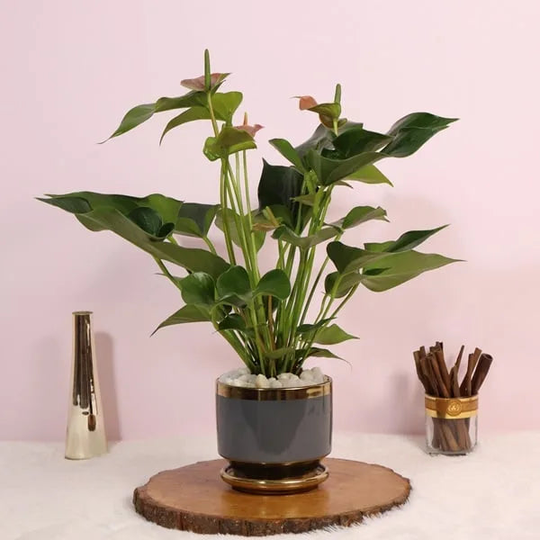 anthurium plant in grey ceramic pot front view