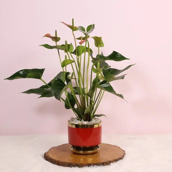 anthurium plant in red ceramic pot front view 2