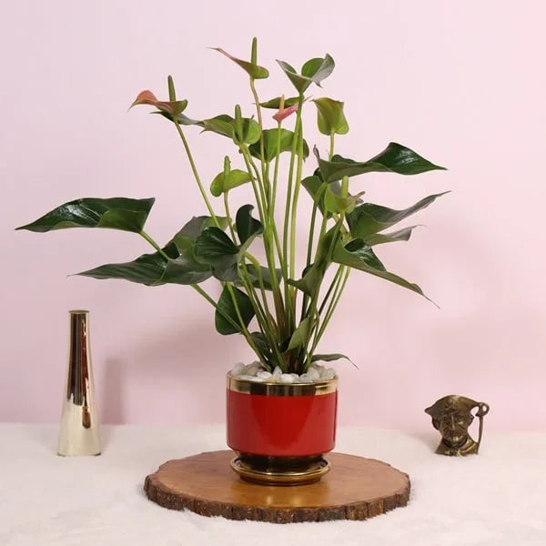 anthurium plant in red ceramic pot front view