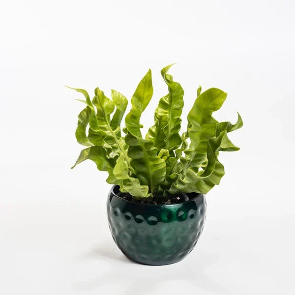 asplenium crispy wave fern plant in dark green textured pot front view