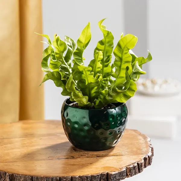 asplenium crispy wave fern plant in dark green textured pot front view