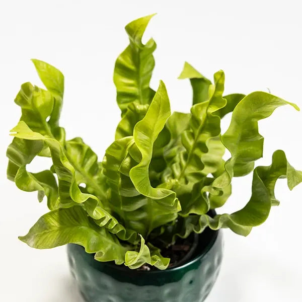 asplenium crispy wave fern plant in dark green textured pot top view