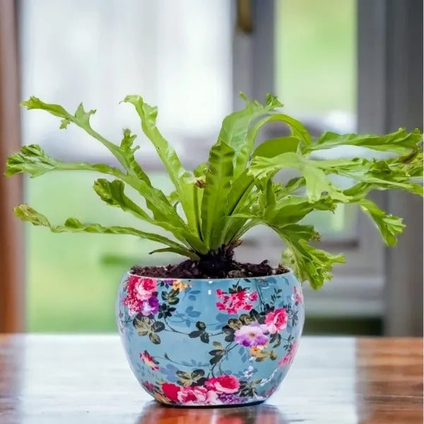 asplenium nidus in a sky blue printer metal pot front view