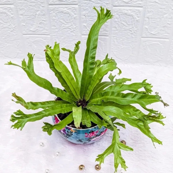 asplenium nidus in a sky blue printer metal pot top view