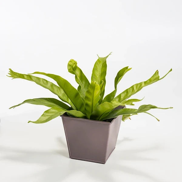 asplenium nidus leslie fern plant with light pink metal plant pot front view 2