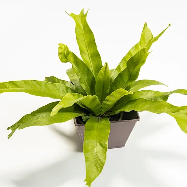 asplenium nidus leslie fern plant with light pink metal plant pot top view