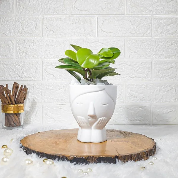 baby rubber plant in designer white face shape ceramic pot far view