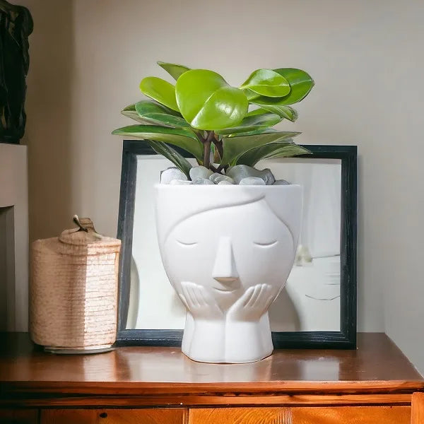 baby rubber plant in designer white face shape ceramic pot front view 2