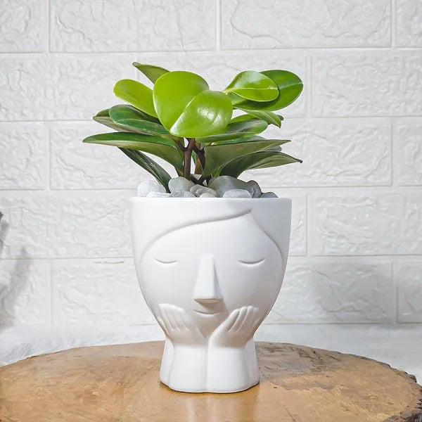 baby rubber plant in designer white face shape ceramic pot front view