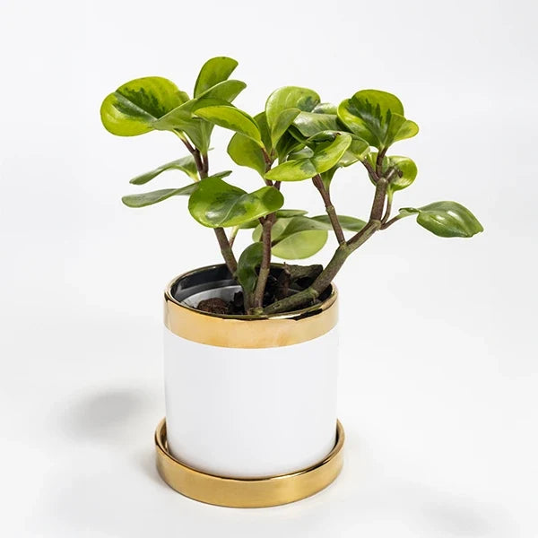 baby rubber plant in white ceramic plant pot top view