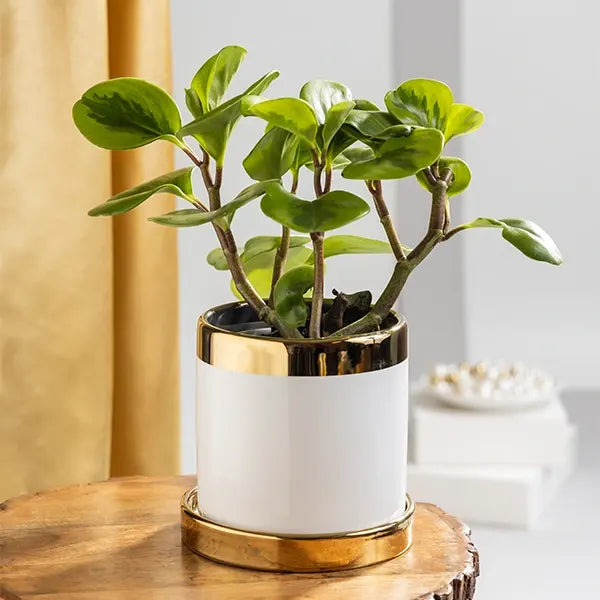 baby rubber plant in white ceramic plant pot front view