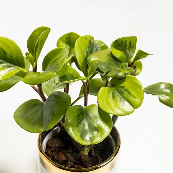 baby rubber plant in white ceramic plant pot front view 2