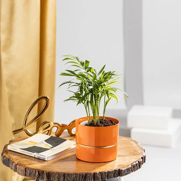 bamboo palm plant in orange metal pot front view