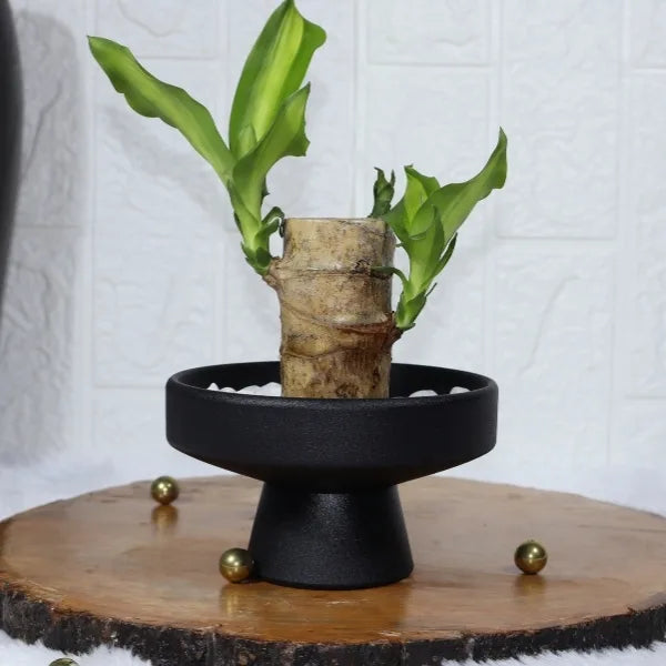 brazilian lucky wood plant in black ceramic pot front view