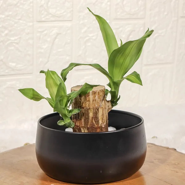 brazilian lucky wood plant in black metal pot front view 2