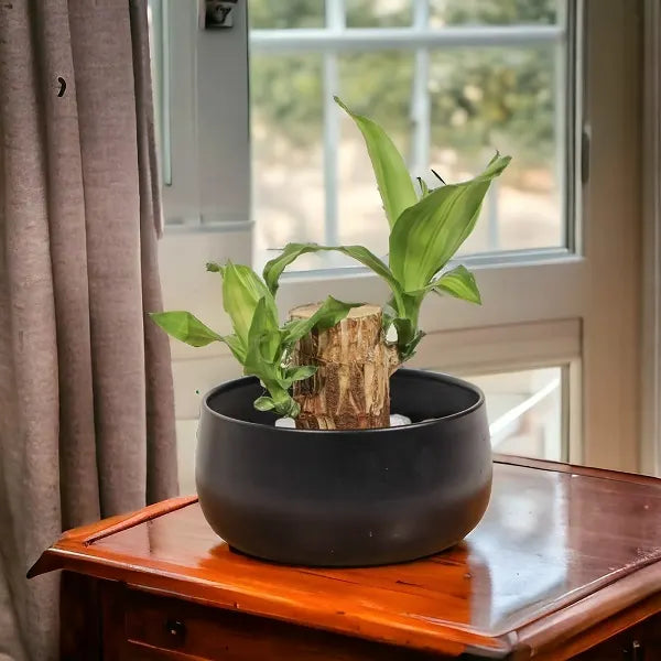brazilian lucky wood plant in black metal pot on table