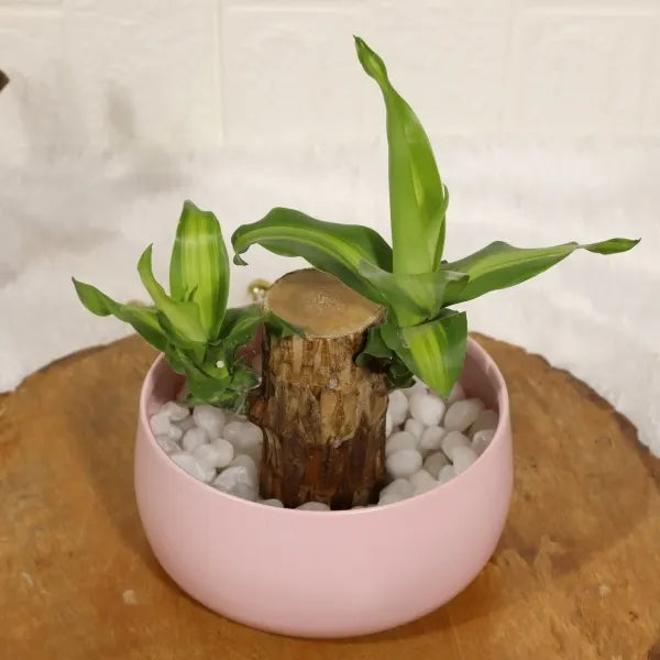 brazilian wood bamboo plant in pink metal pot top view