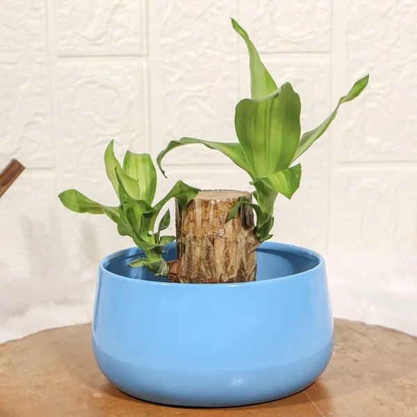 brazilian wood lucky bamboo in a blue metal pot front view 2