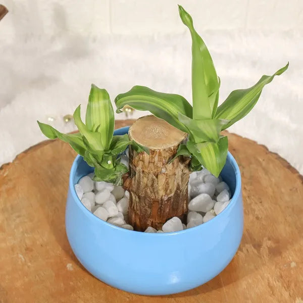 brazilian wood lucky bamboo in a blue metal pot top view