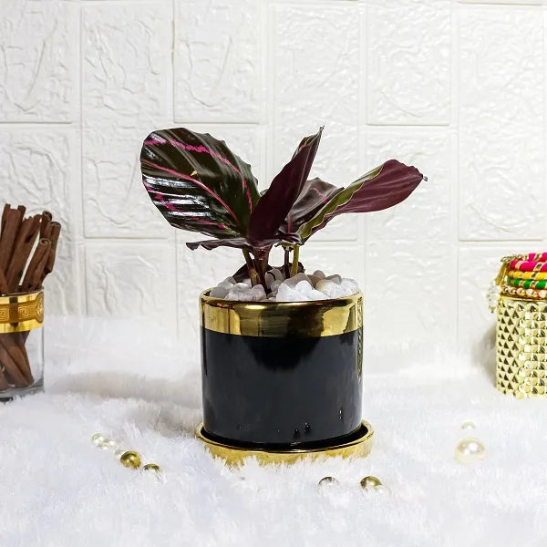 calathea dottie plant in a black gold finished designer ceramic pot front view