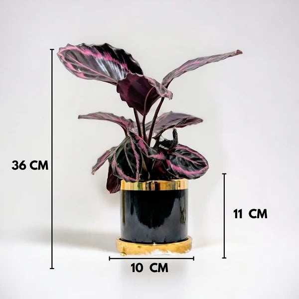 calathea dottie plant in a black gold finished designer ceramic pot with dimension
