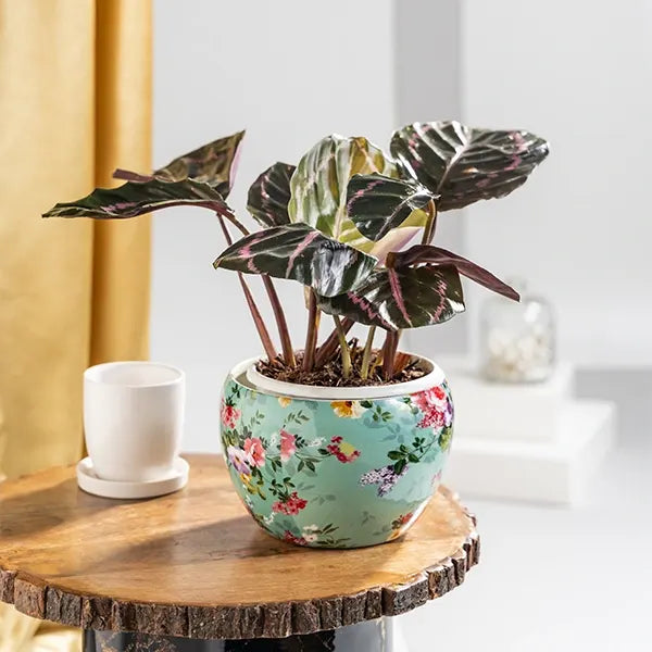 calathea dottie in metal printed plant pot front view