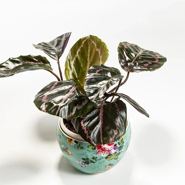 calathea dottie in metal printed plant pot top view 2