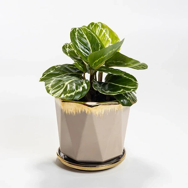 calathea green lipstick plant with beige ceramic plant pot front view 2
