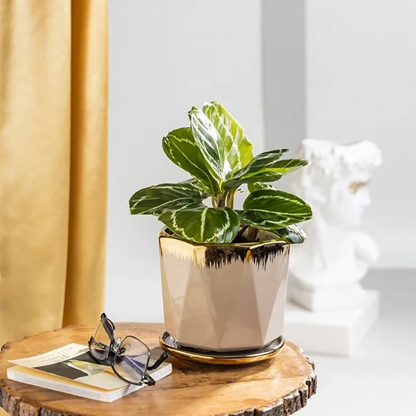 calathea green lipstick plant with beige ceramic plant pot front view