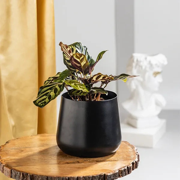 calathea makoyana in black metal pot front view