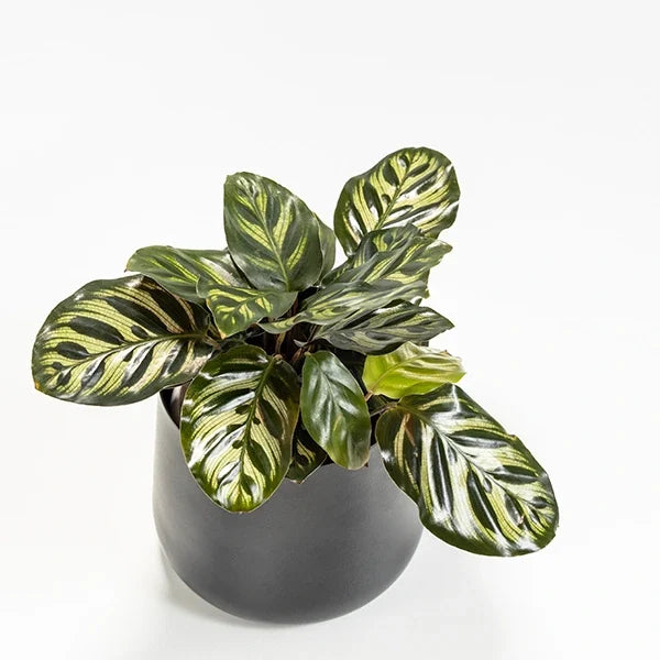 calathea makoyana in black metal pot top view