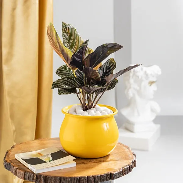 calathea ornata plant in yellow metal plant pot front view