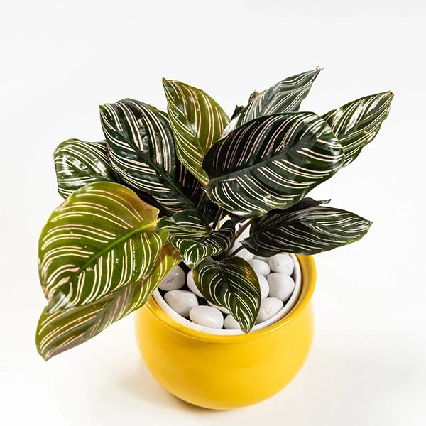 calathea ornata plant in yellow metal plant pot front view 2