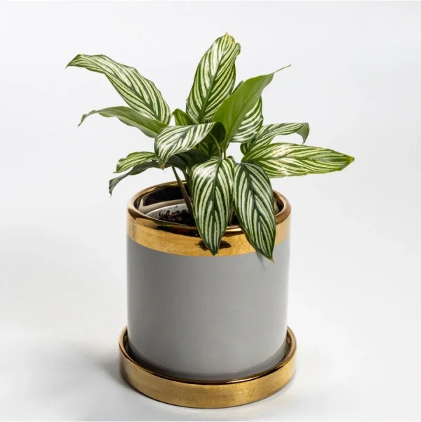calathea vittata plant in grey and gold ceramic plant pot front view 2