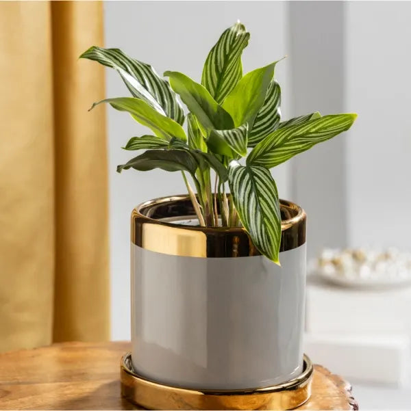 calathea vittata plant in grey and gold ceramic plant pot front view