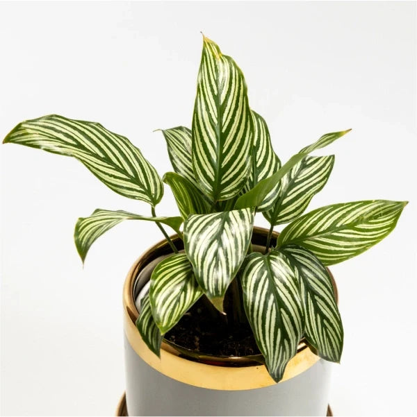 calathea vittata plant in grey and gold ceramic plant pot top view