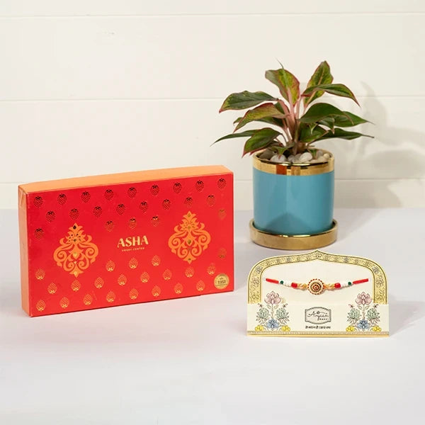 ethnic charm rakhi hamper with asha sweet mix aglaonema in blue pot front view