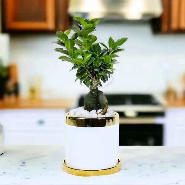 ficus bonsai in white and gold ceramic pot front view