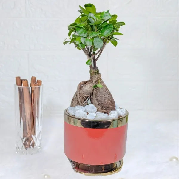ficus bonsai plant in a red ceramic pot front view