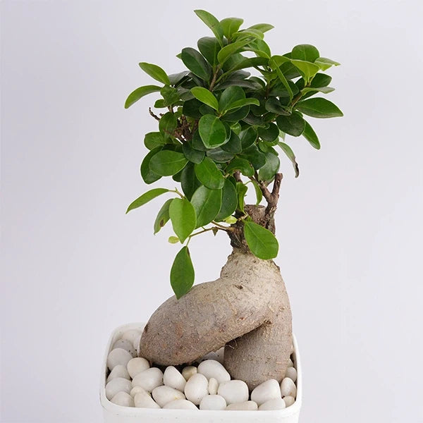 ficus bonsai plant in a white plastic pot close up view