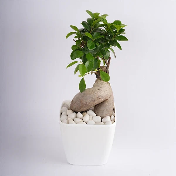 ficus bonsai plant in a white plastic pot front view 2