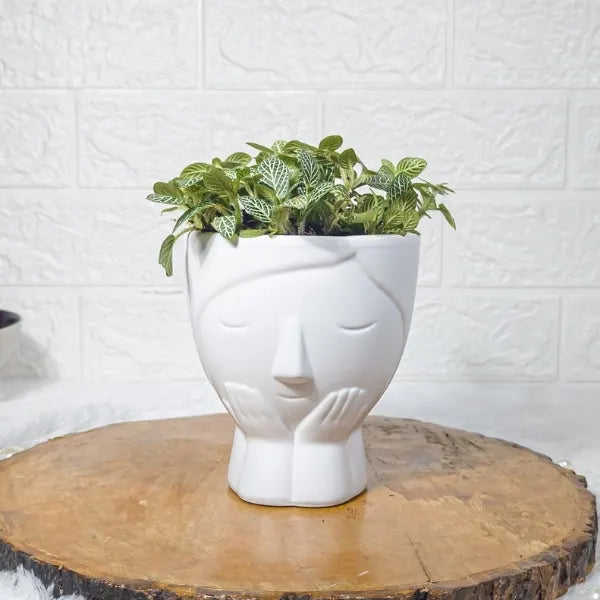 fittonia green plant in designer white face shaped ceramic pot front view 3