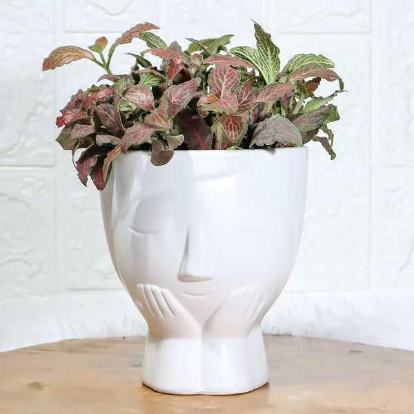 fittonia red nerve plant in designer white face shaped ceramic closeup view