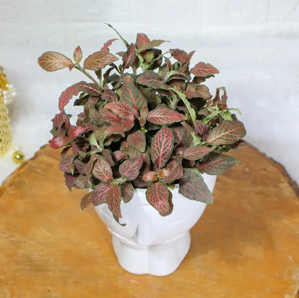 fittonia red nerve plant in designer white face shaped ceramic top view