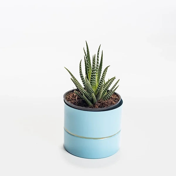 haworthia plant succulent in blue metal pot top view