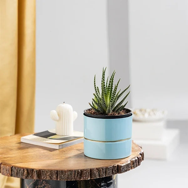 haworthia plant succulent in blue metal pot front view