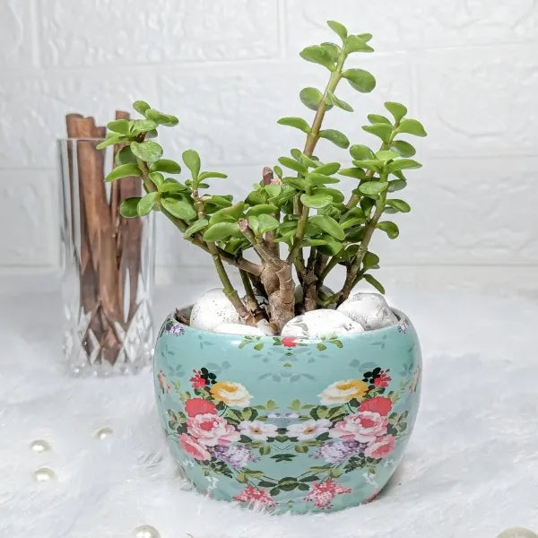 jade plant in a sky blue floral printed pot close up view